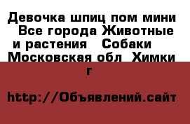 Девочка шпиц пом мини - Все города Животные и растения » Собаки   . Московская обл.,Химки г.